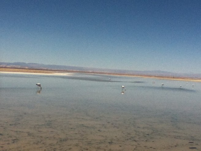atacama-flamingo