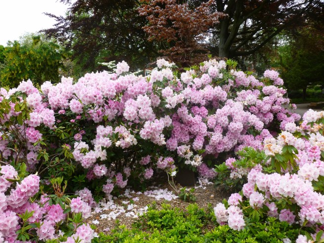 leHavre-garden-flower
